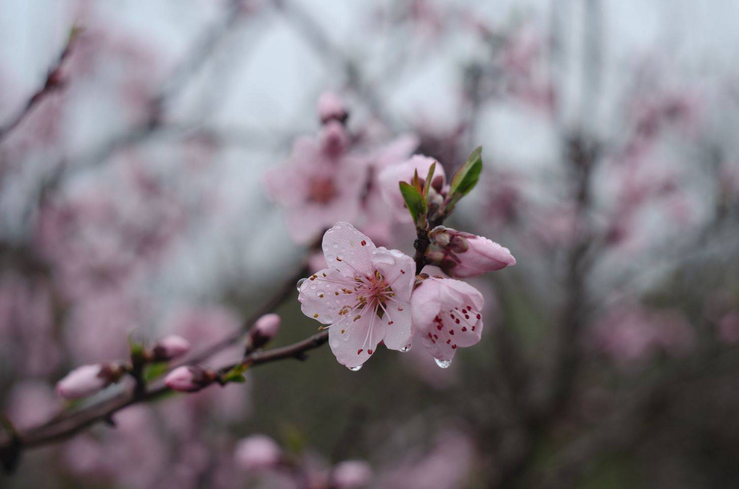 персик, цветы персика, цветущие деревья, весенние цветы, Shadow Anna