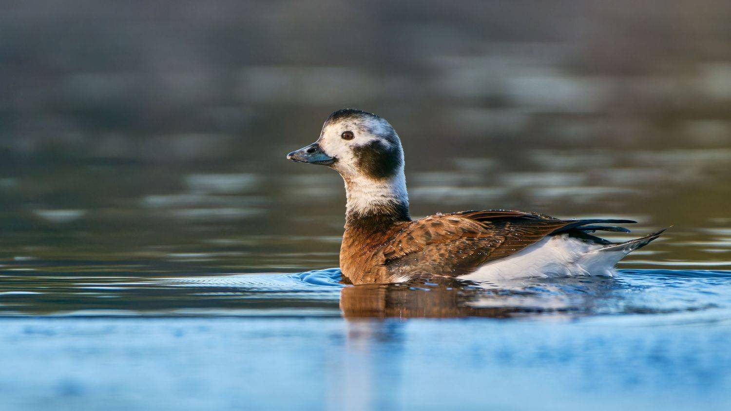 , Александр Семенов