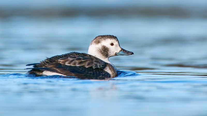 Морянка фото превью