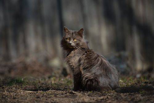 Кошки и весна, история одной встречи