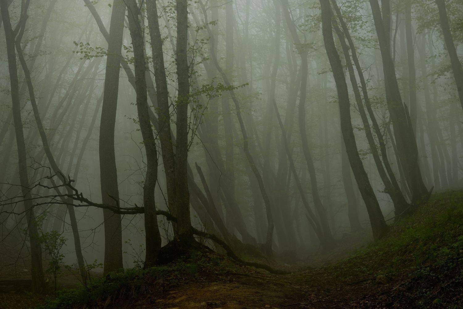 весна туман лес утро, Александр Жарников