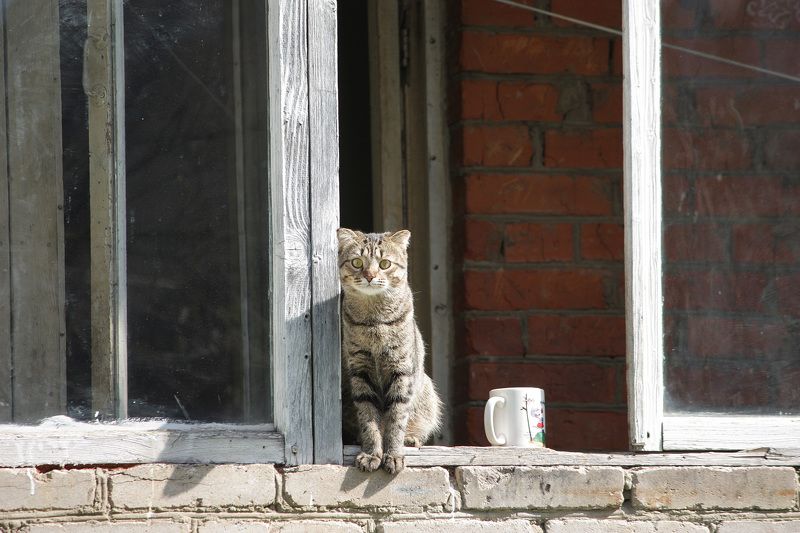 Кошка+Мышка фото превью