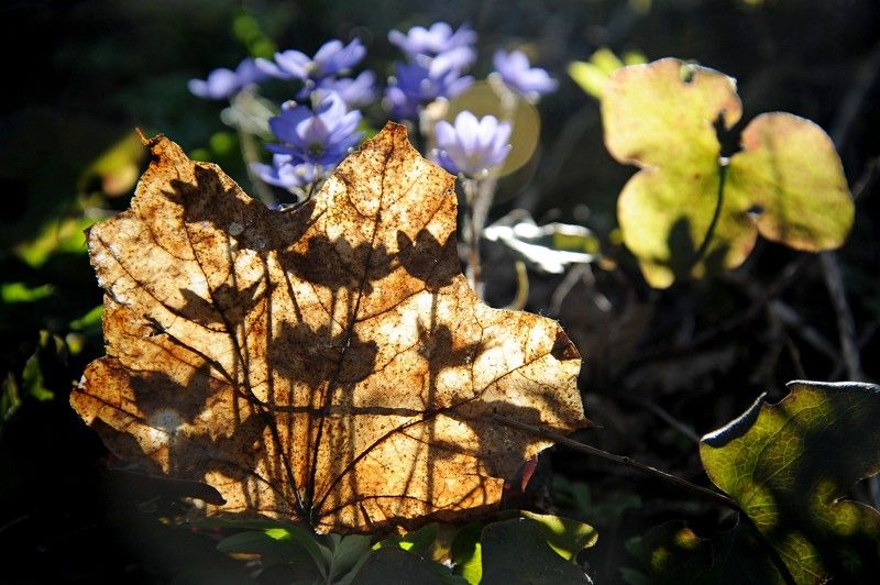 печеночница цветы лес * фото превью