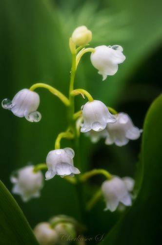 После дождя