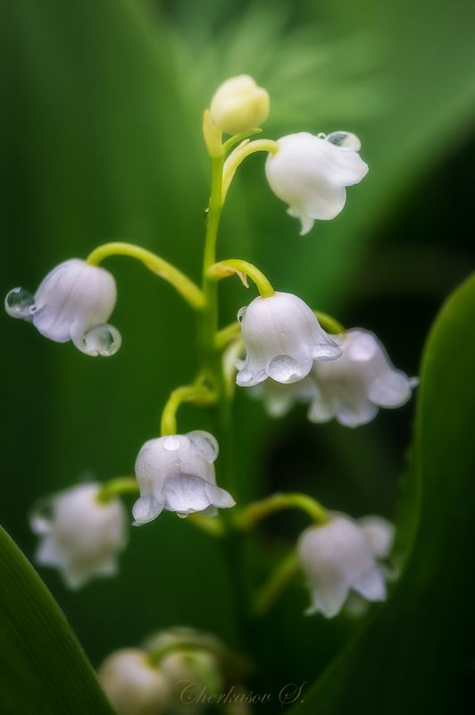 После дождя фото превью