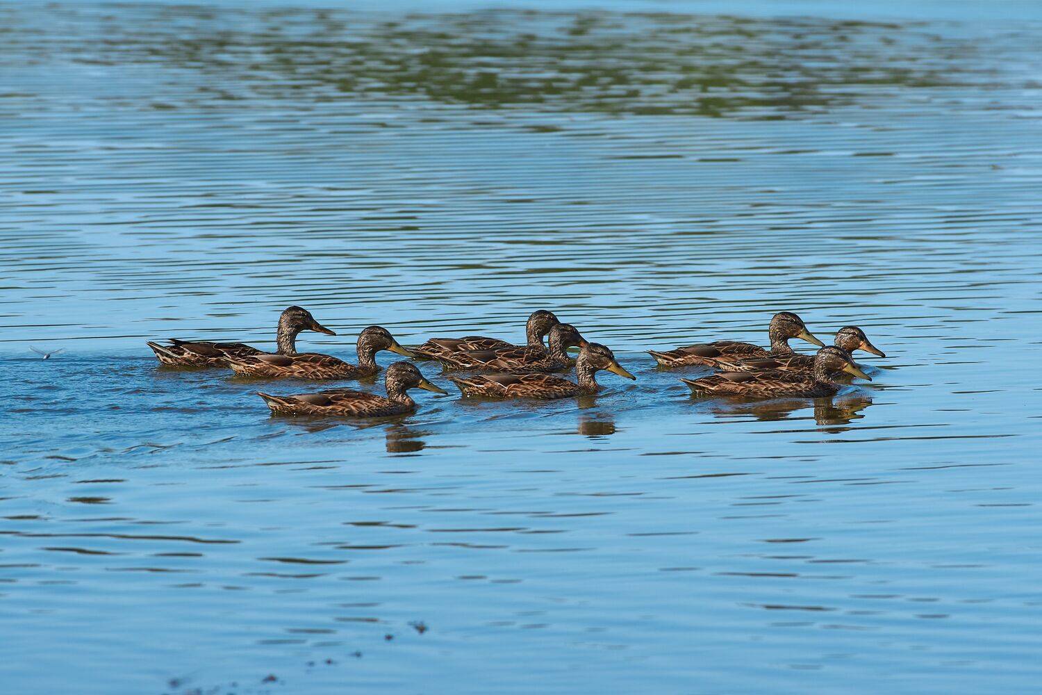volgograd, russia, wildlife, Anas platyrhynchos, , Сторчилов Павел