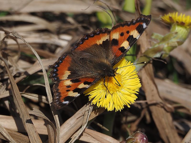 первая бабочка, первый цветок фото превью