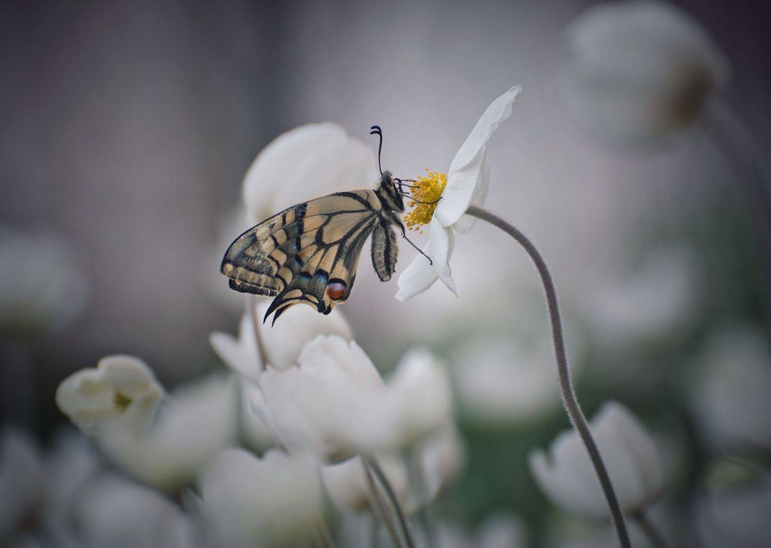 , Герчев Николай