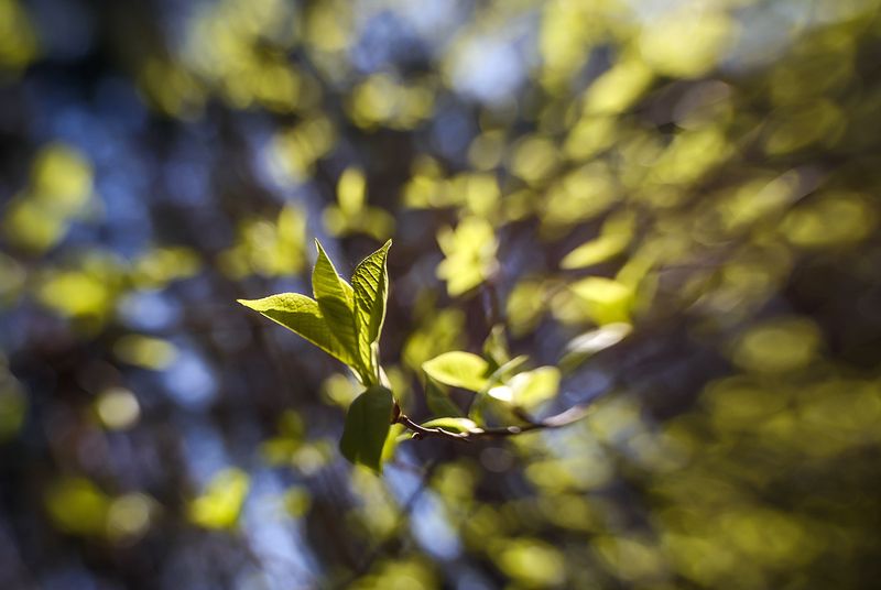 Весна фото превью