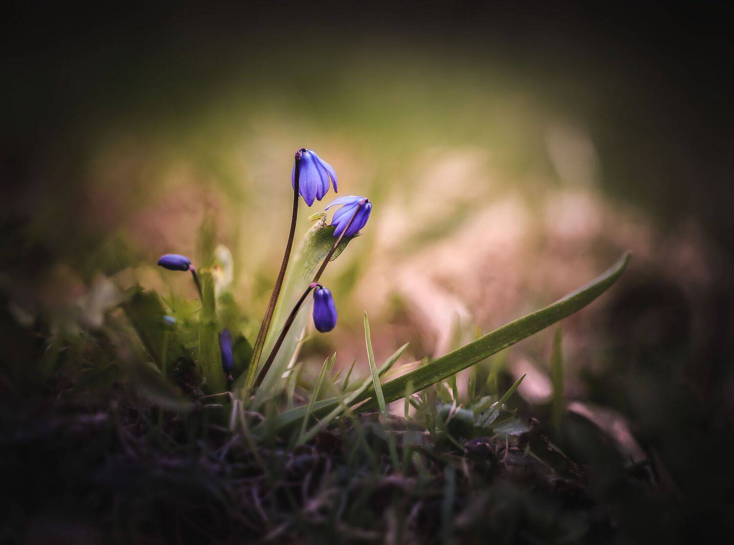 , Зеленько Дмитрий