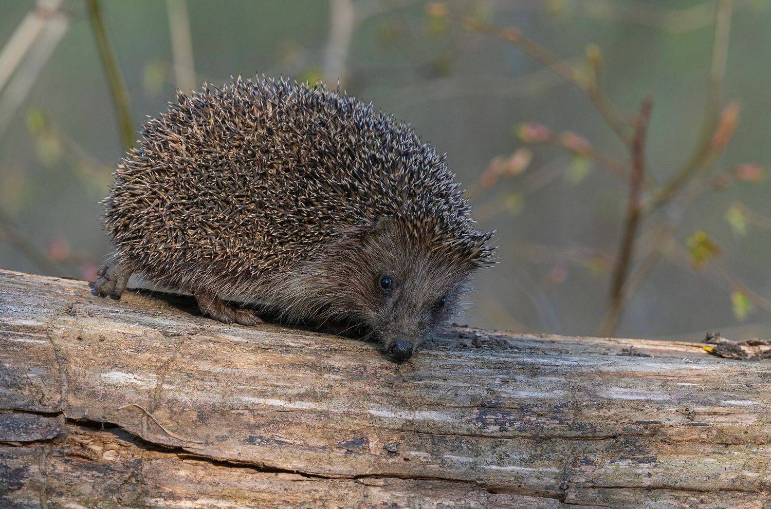 , Руслан Сигушин