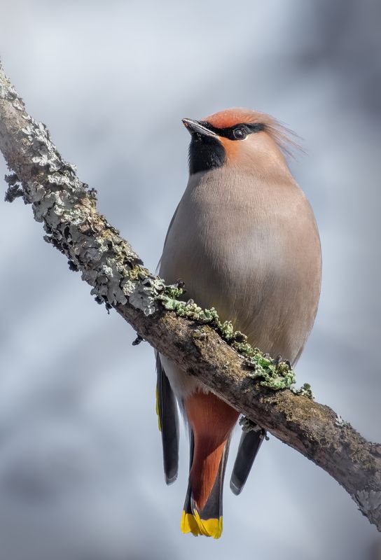 Свиристель Bombycilla garrulus фото превью