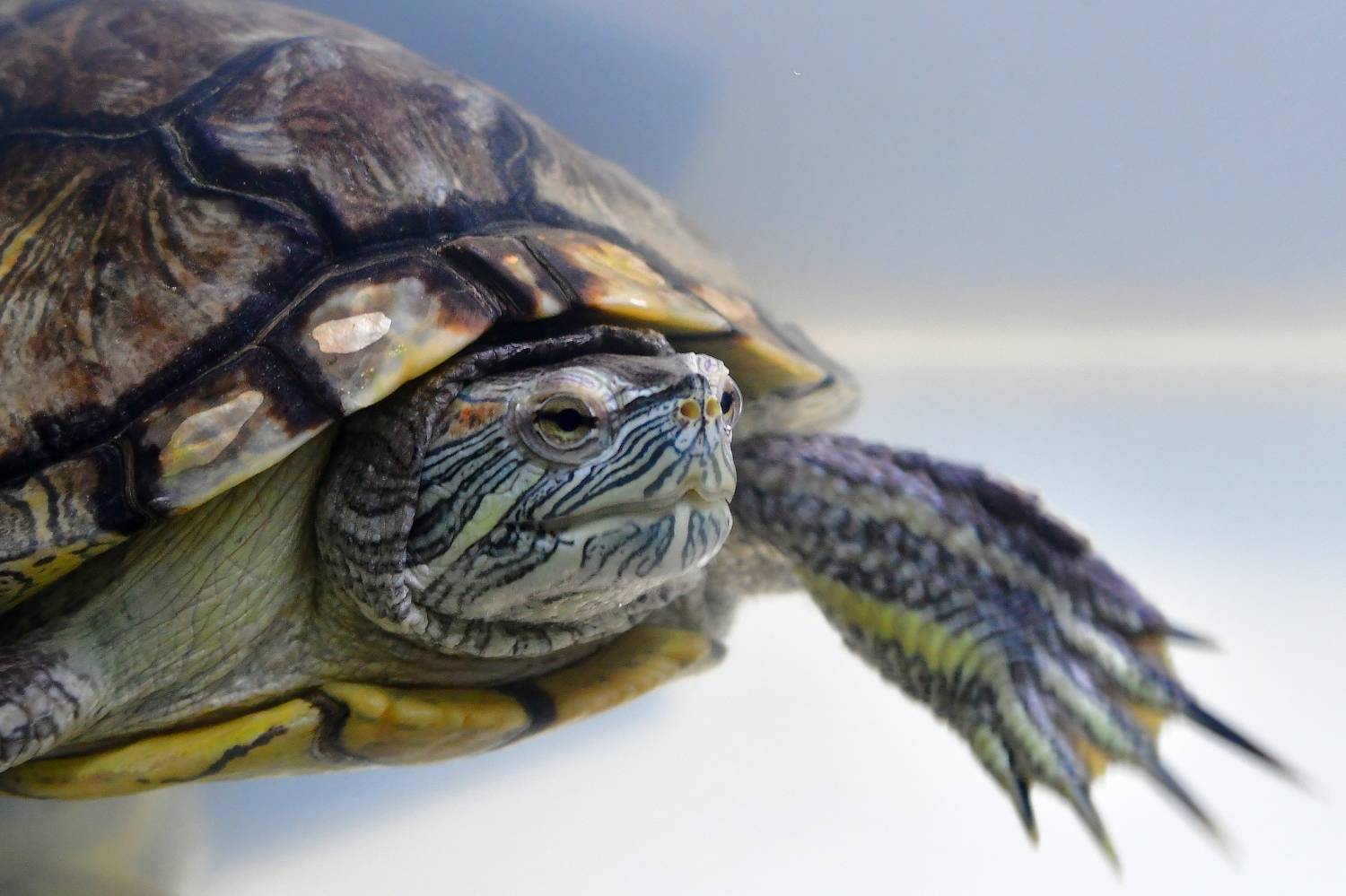 , Корнейчук Игорь