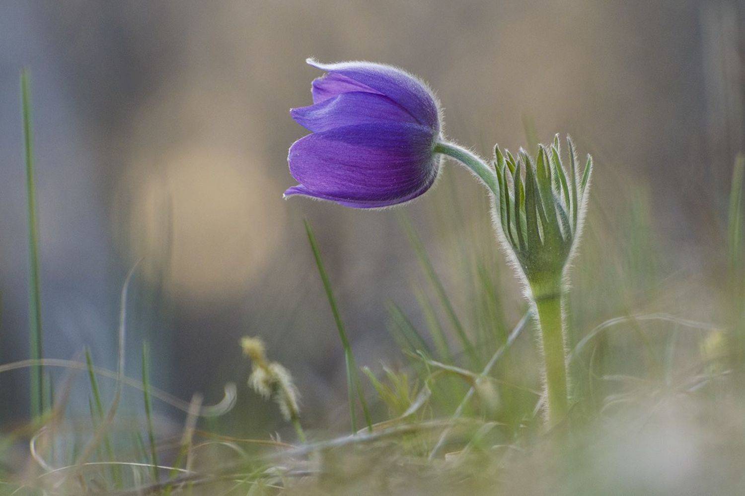 сон - трава, Михаил Агеев