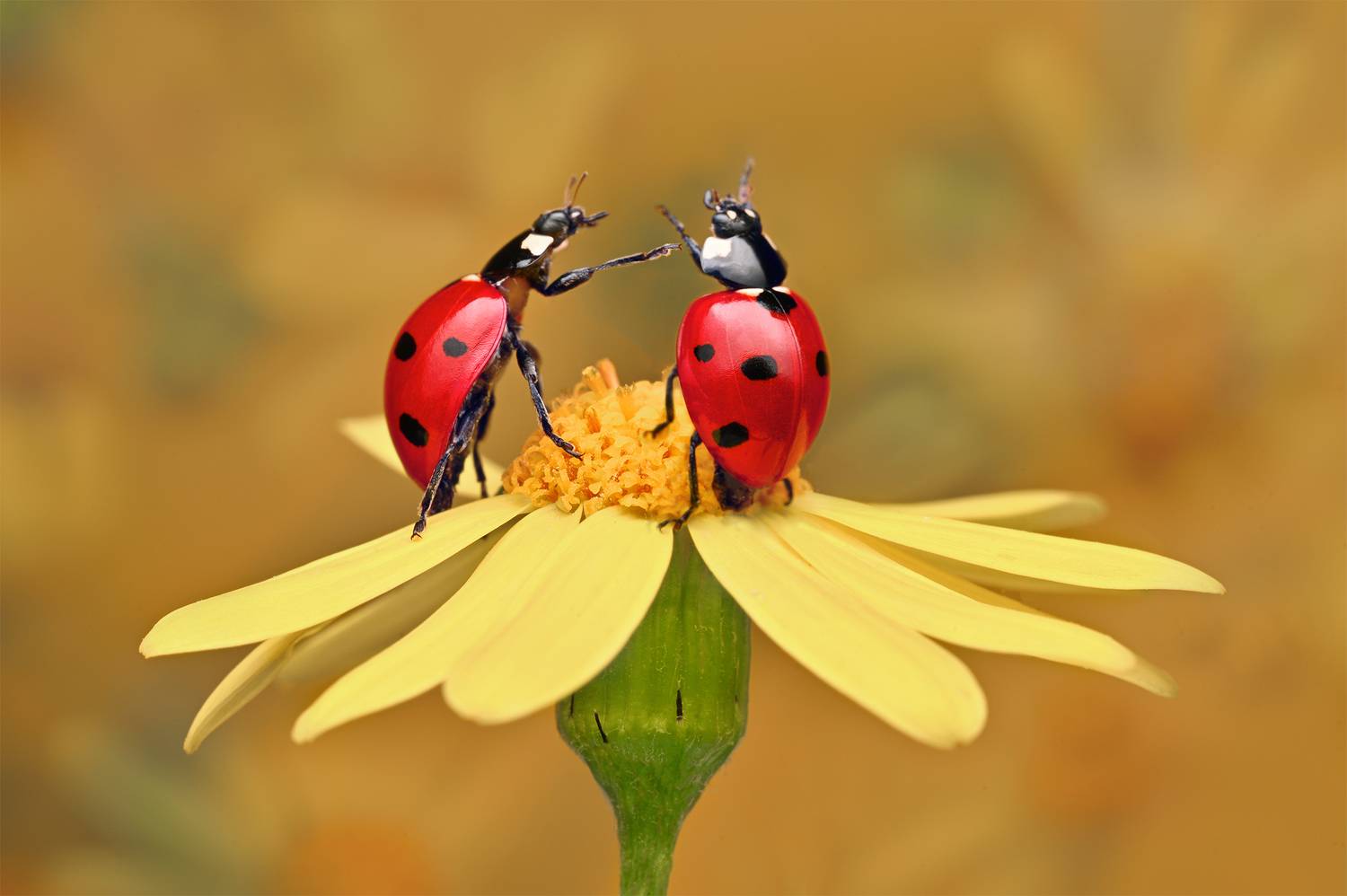 ceclii, macro, Ganev Tsvetan