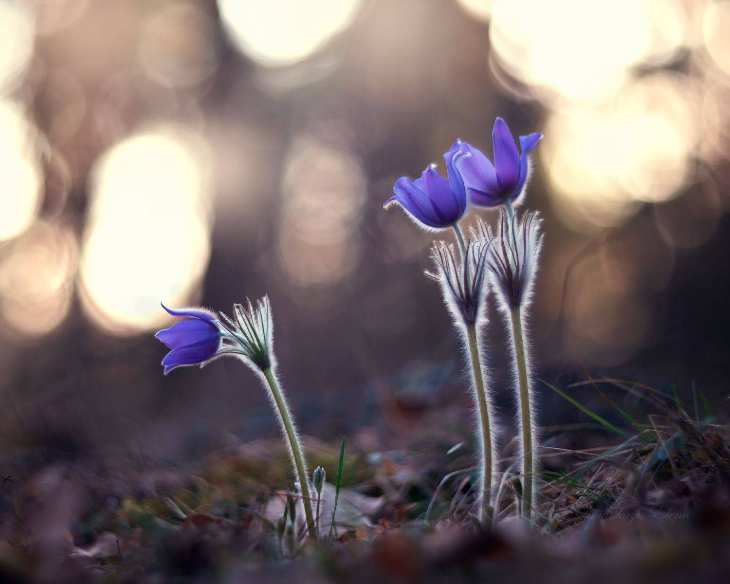 , Елена Зимацкая