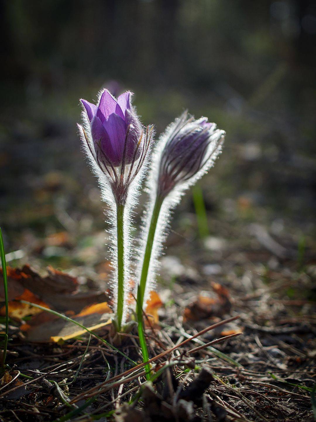 , Сергей Калёв