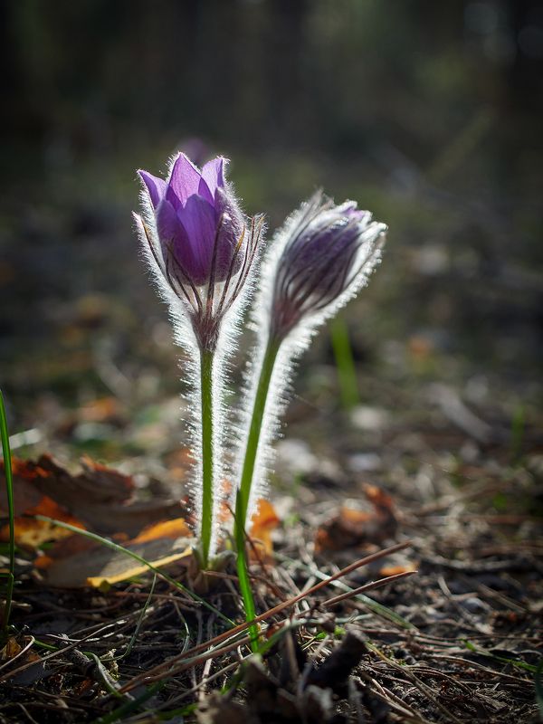 Сон трава фото превью