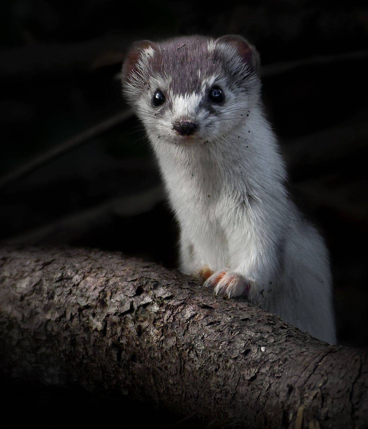 , Никон Александр