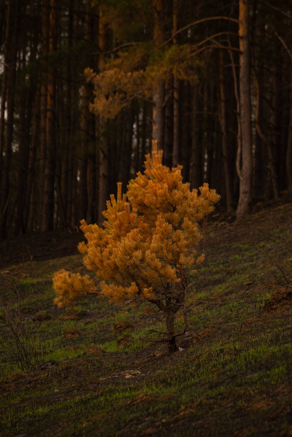 , Стрельцов Виталий