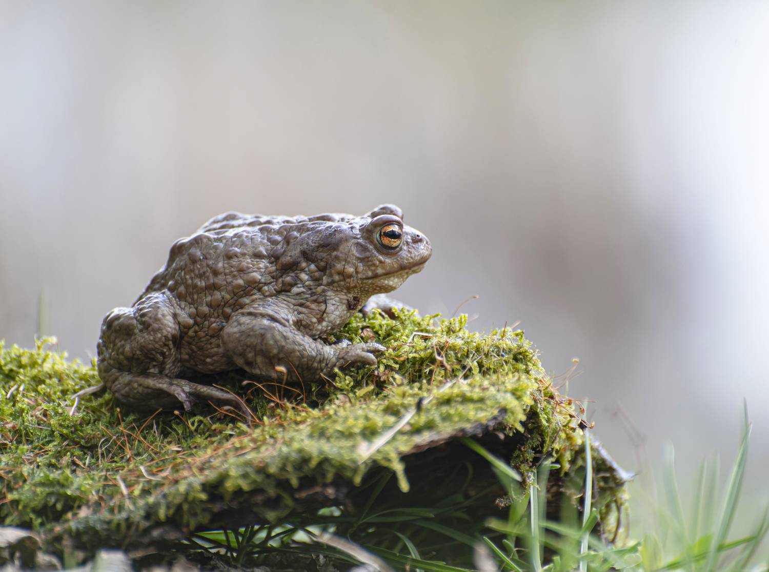 природа, весна,жаба, Андрей Киселёв