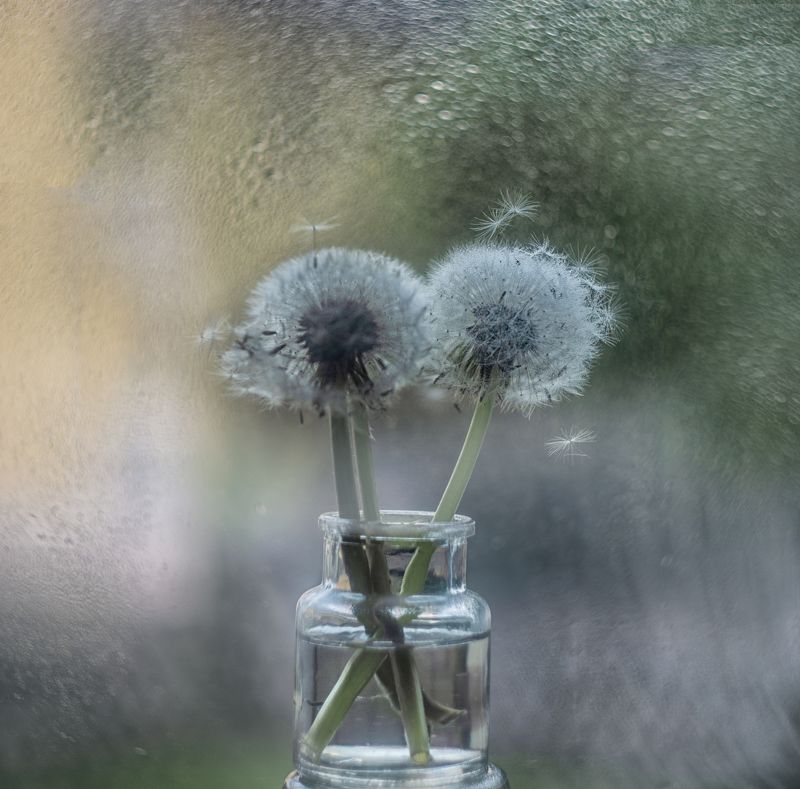 Одуванчиковая история фото превью