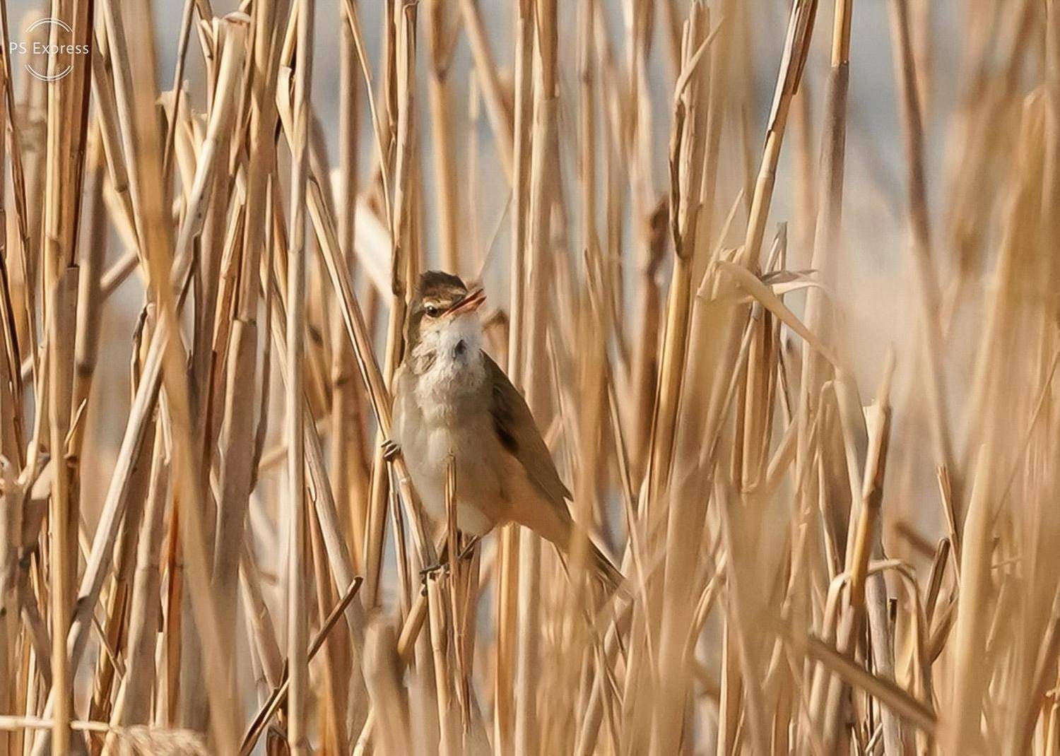, Красимир Георгиев