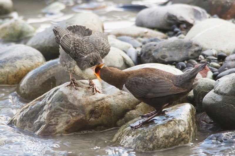 Оляпки фото превью