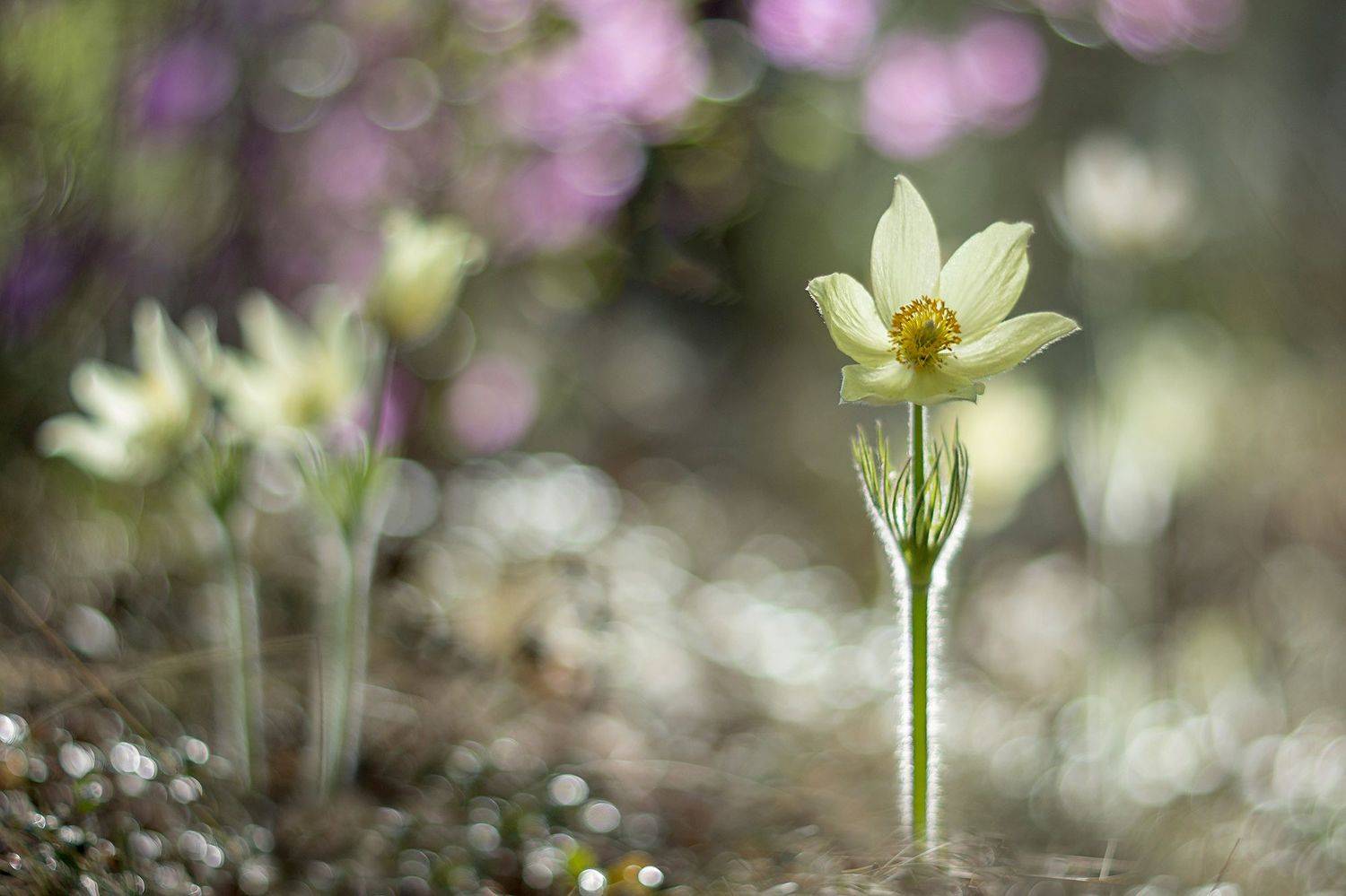прострел, сон-трава, весна, Koledova Irina