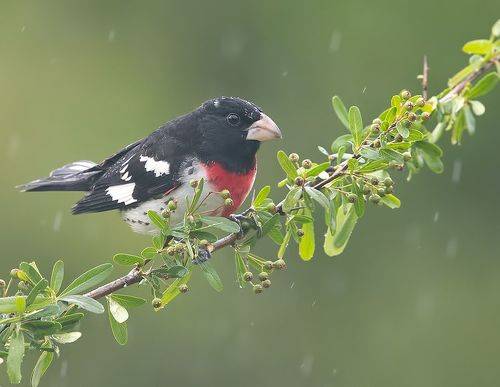 Rose-breasted Grosbeak, male - Красногрудый дубоносовый кардинал