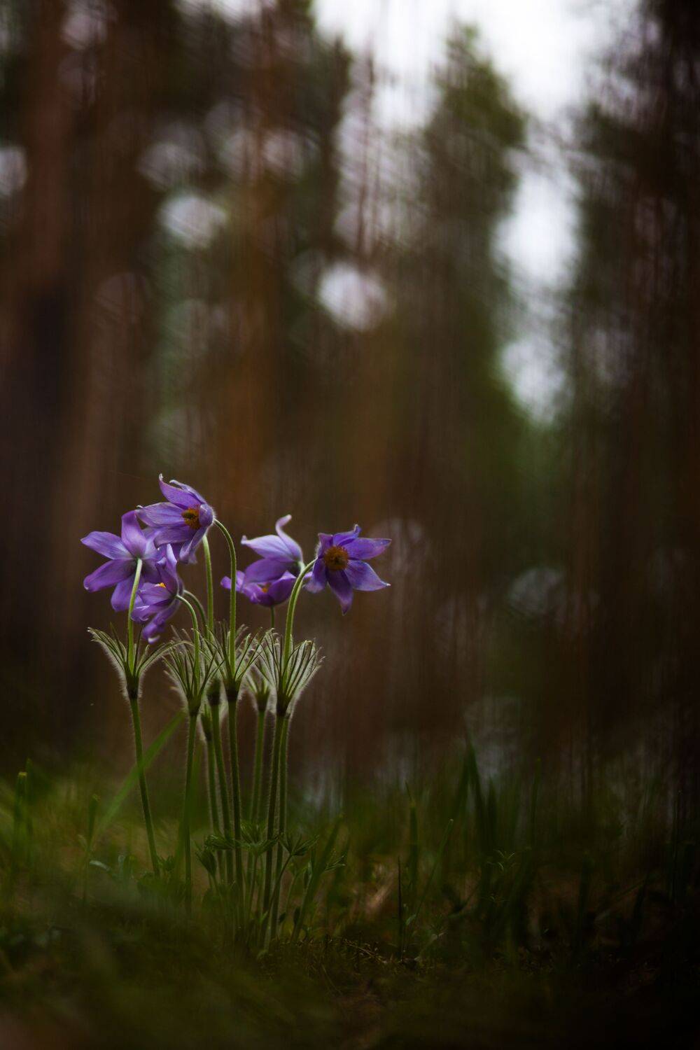 , Викулов Николай