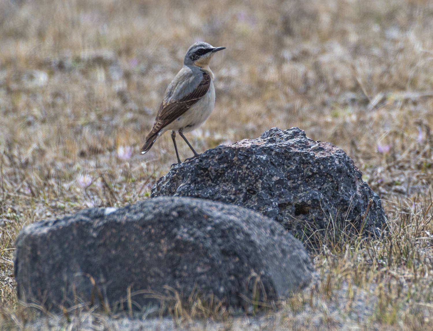 обыкновенная каменка, Савчук Сергей