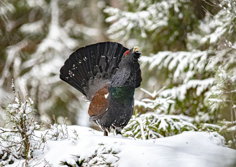 Глухарь фото превью