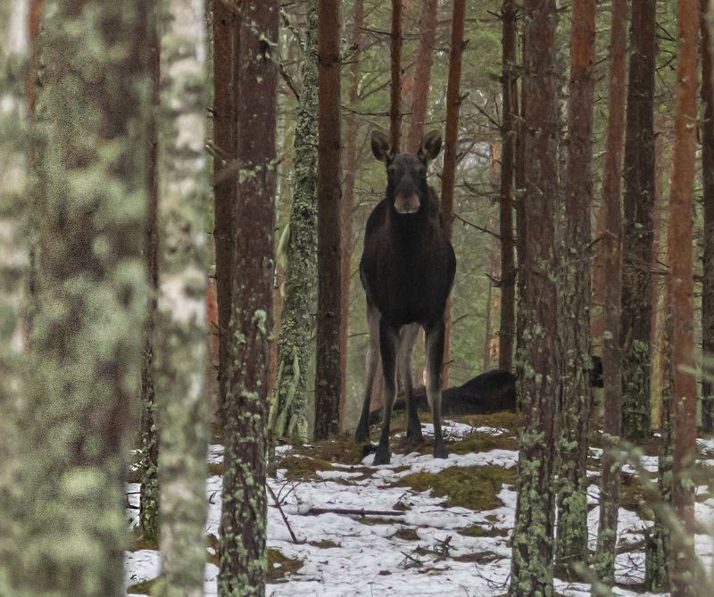 беларусь, красный бор, зима, лось В бору фото превью