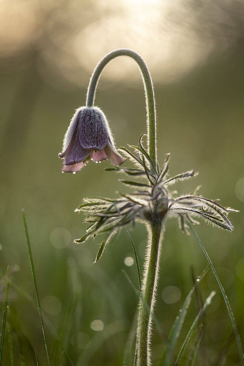 , Илья Михеев