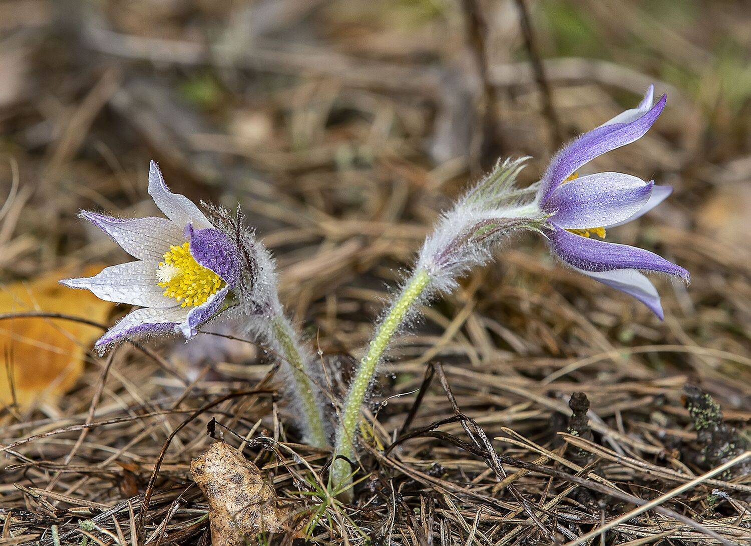 цветы, прострелы, лес, весна, апрель, Александр Широких