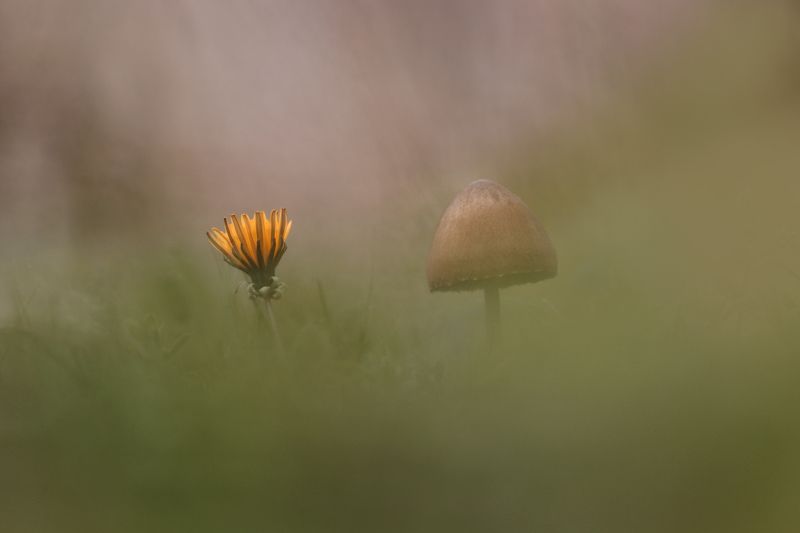 macro, close up, dandelion, mushroom, nature Сожительство фото превью