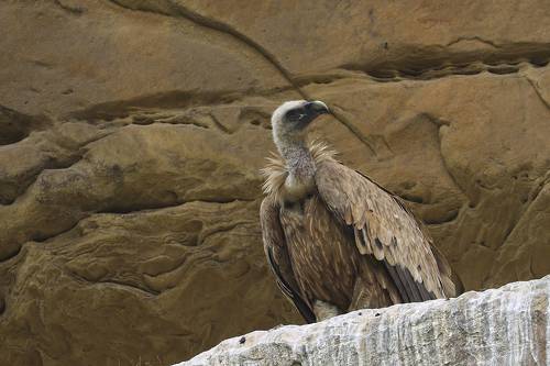 Белоголовый сип..