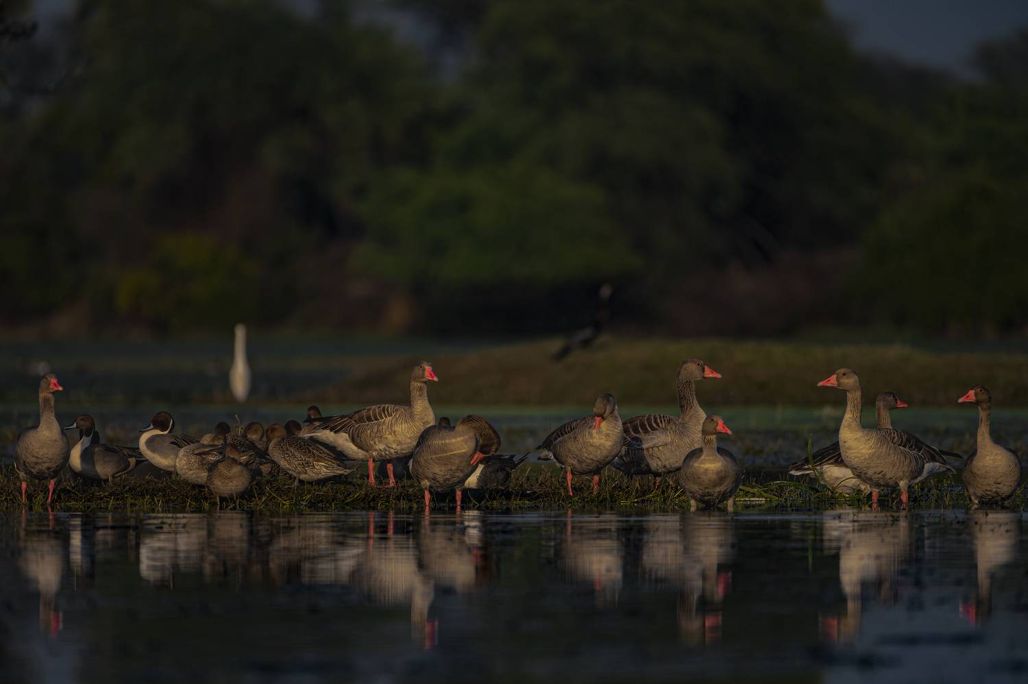 #birdphotography	 #birdsofinstagram	 #wildlifephotography	 #birds	 #naturephotography	 #bird	 #nature	 #wildlife	 #photography	 #birdwatching	 #natgeo	 #photooftheday	 #nikon	 #birding	 #naturelovers	 #canon	 #animals	 #birdlovers	 #travel	 #love	 #bestbi, Diganta Roy