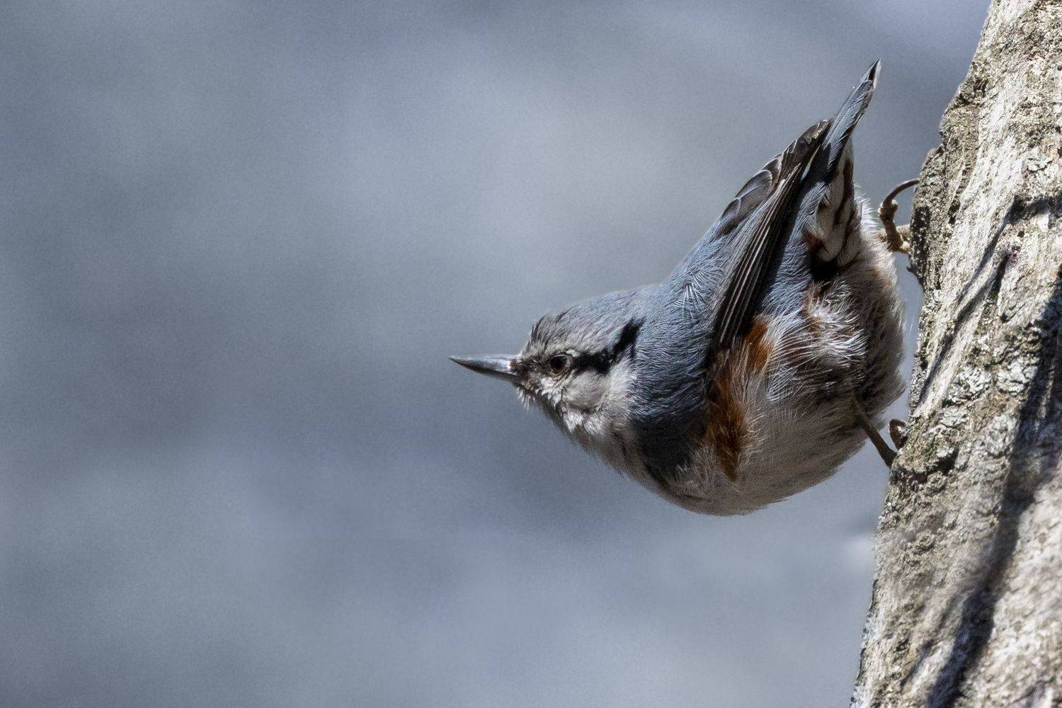 , Щепанов Дмитрий