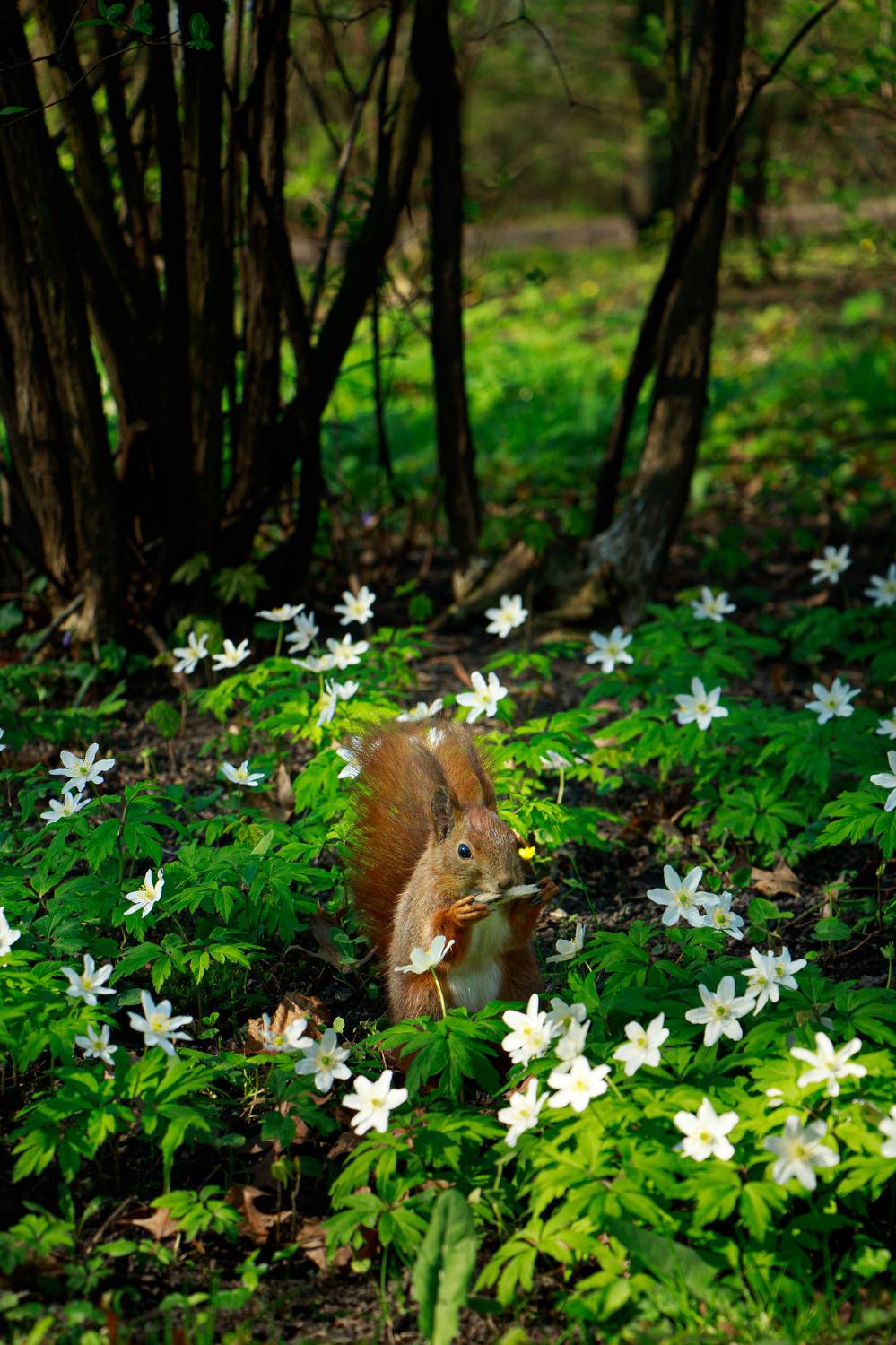 , Жорнова Светлана