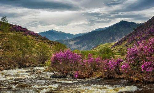Окрасятся склоны в сиреневый цвет...