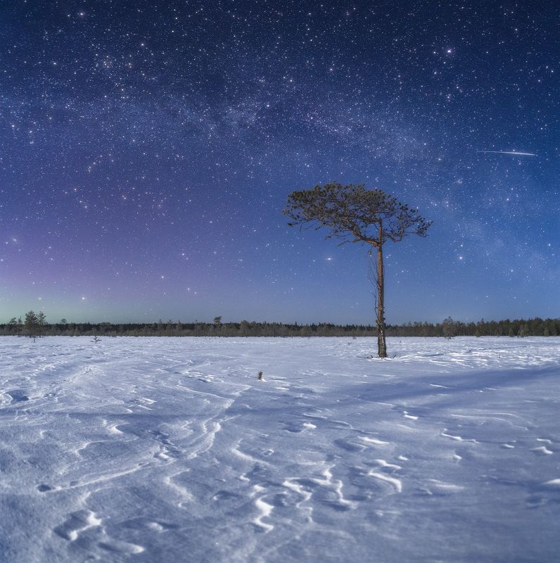 пейзаж, ночь, звёзды, болото, сосны, млечный путь, landscape, nightscape, pine, milkyway, night, stars, swamp, tent Атлант фото превью