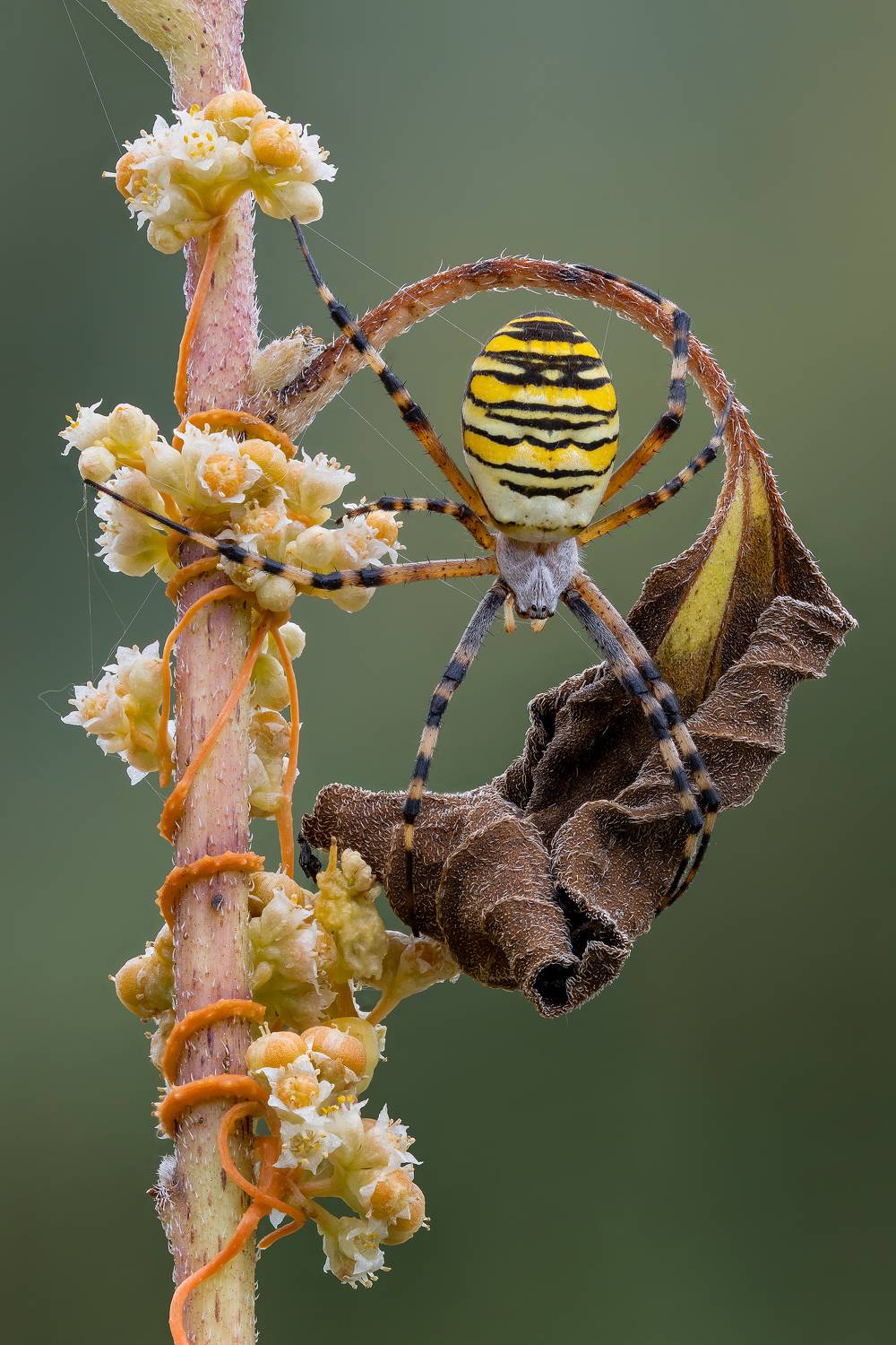 , Кузнецов Дмитрий