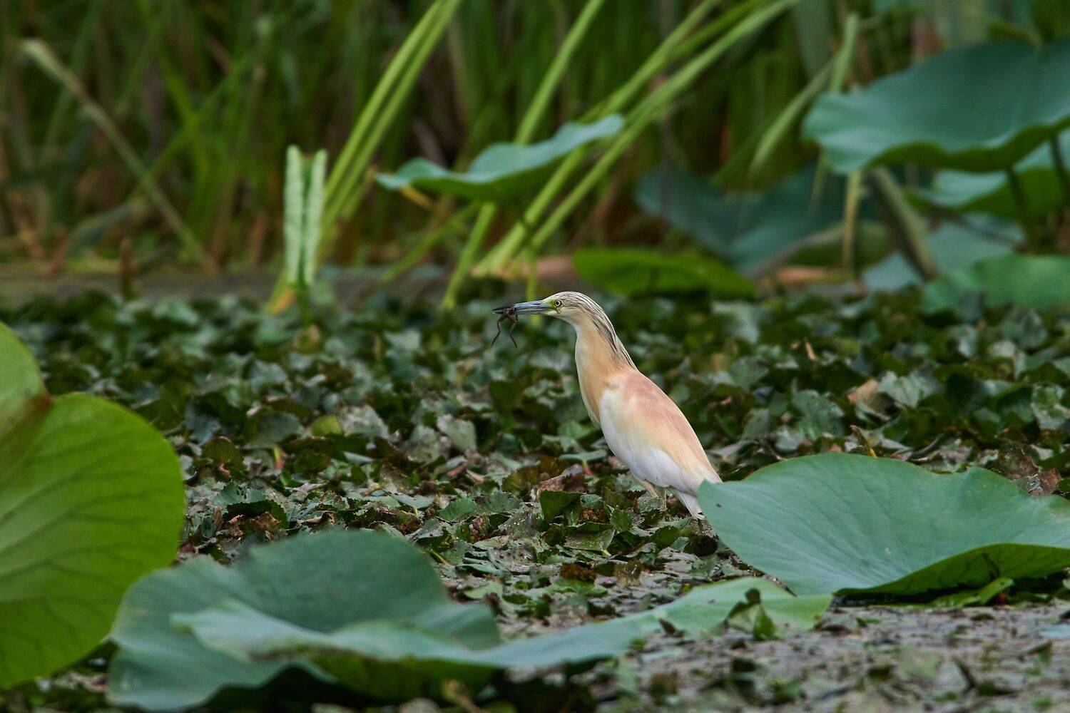 volgograd, russia, wildlife, Ardeola ralloides, , Сторчилов Павел