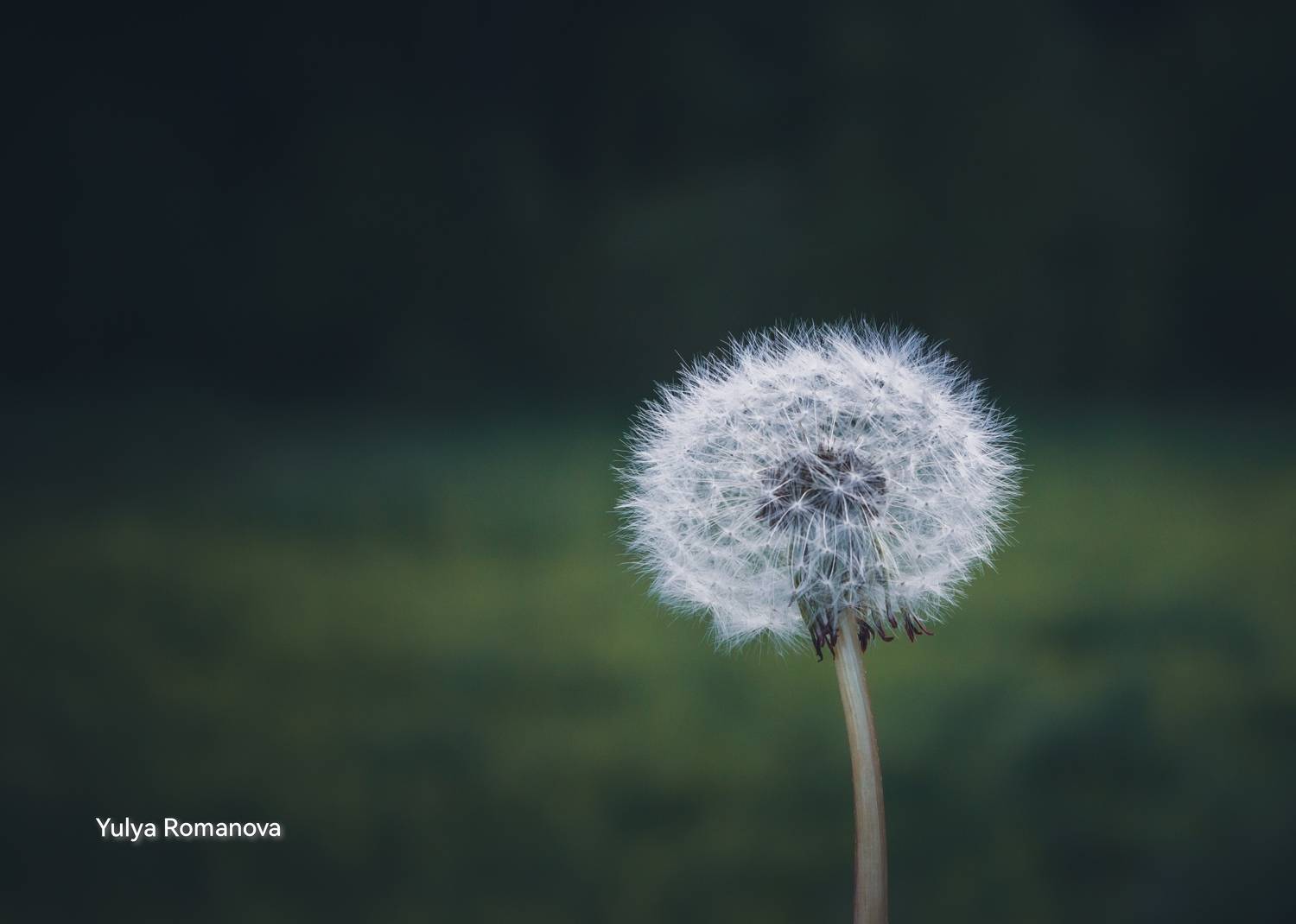 одуванчик, цветок, лето, природа, YULYA ROMANOVA