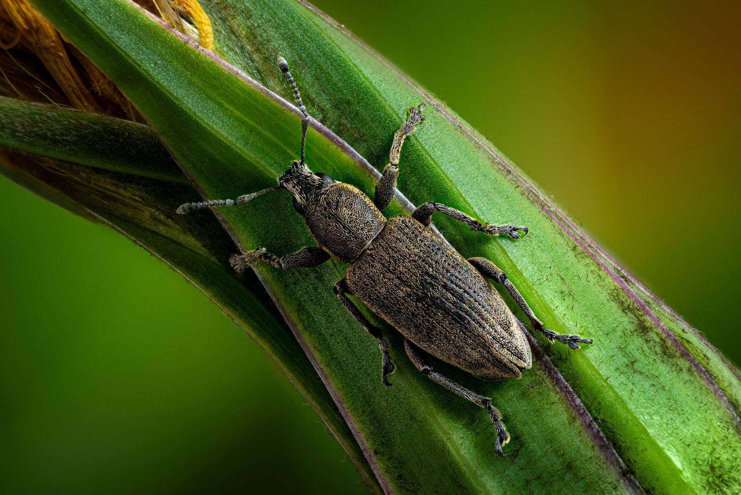 , Антон Финевич