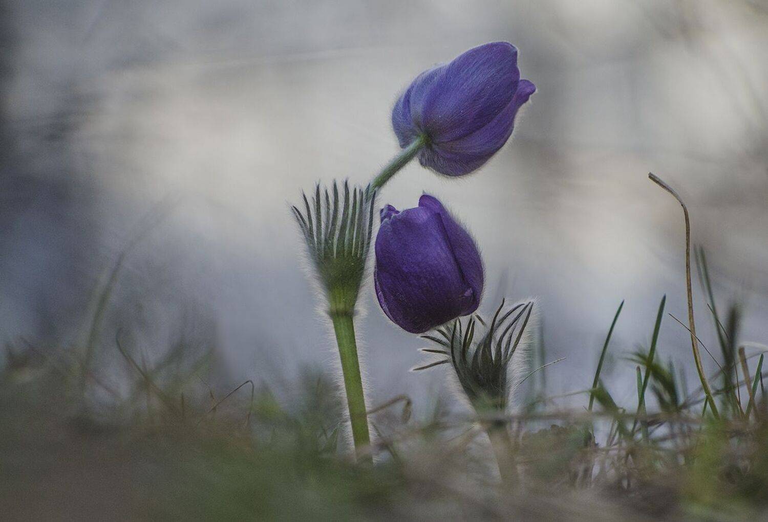 сон - трава, Михаил Агеев