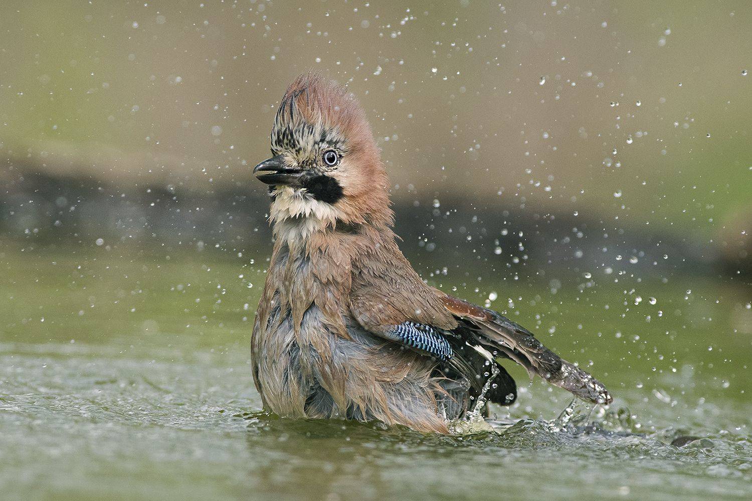 , Евгени Стефанов