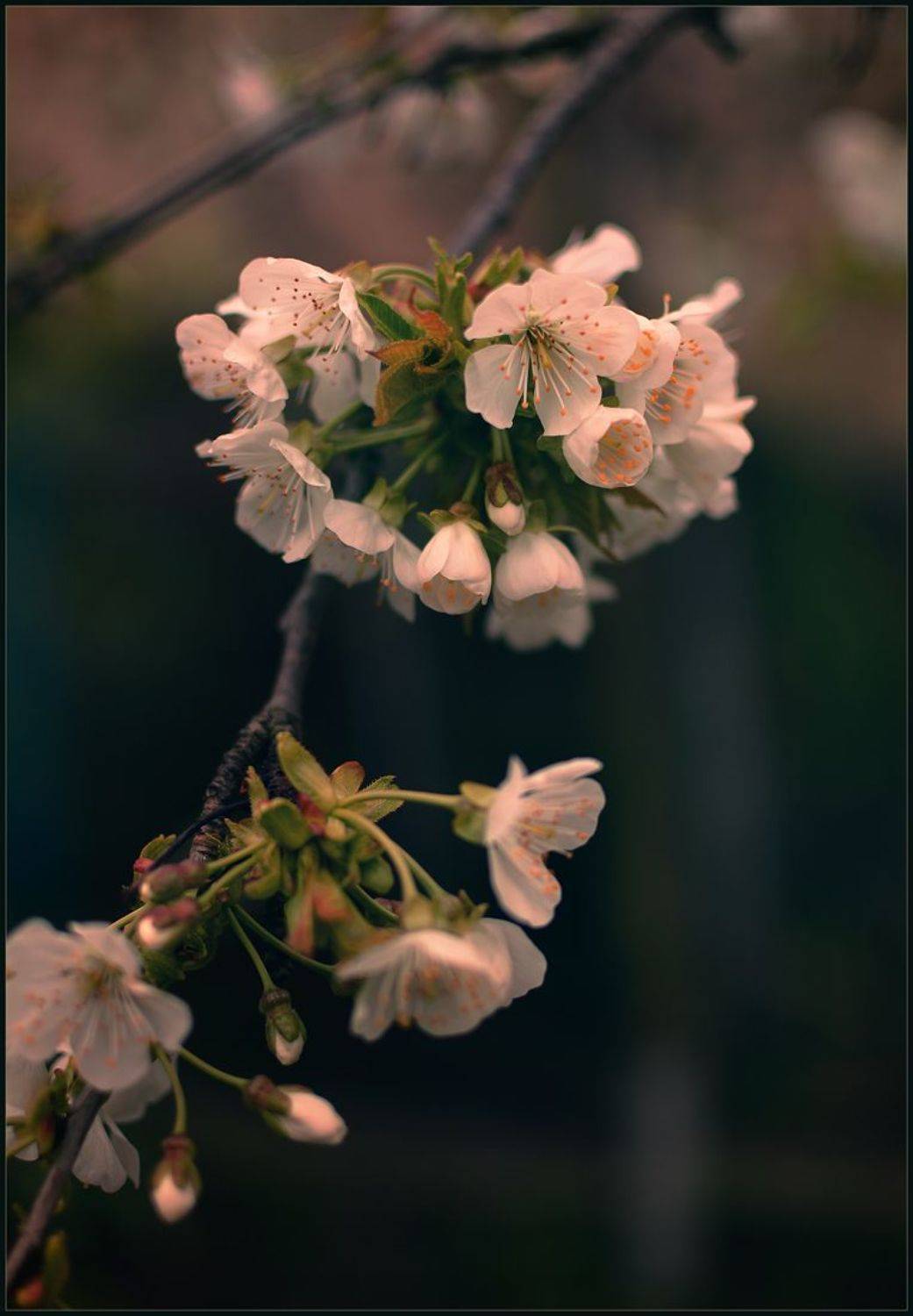 , Хромеев Александр